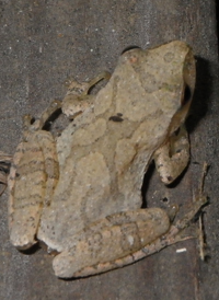 Spring Peeper